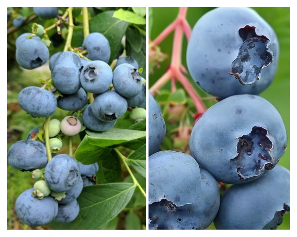 Kännasmustikas ‘Patriot’, P19