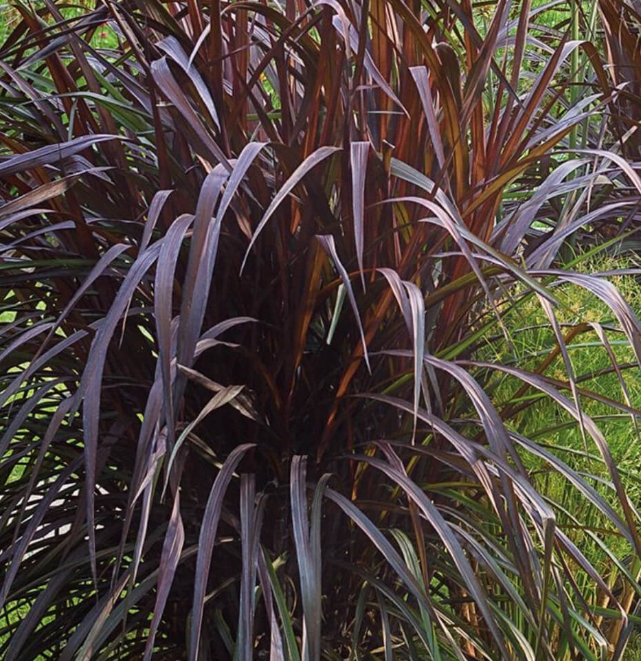 Purpur-hiidhirss P15