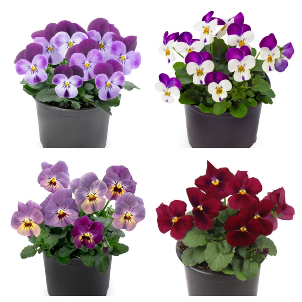 Sarvkannike ‘Petit’