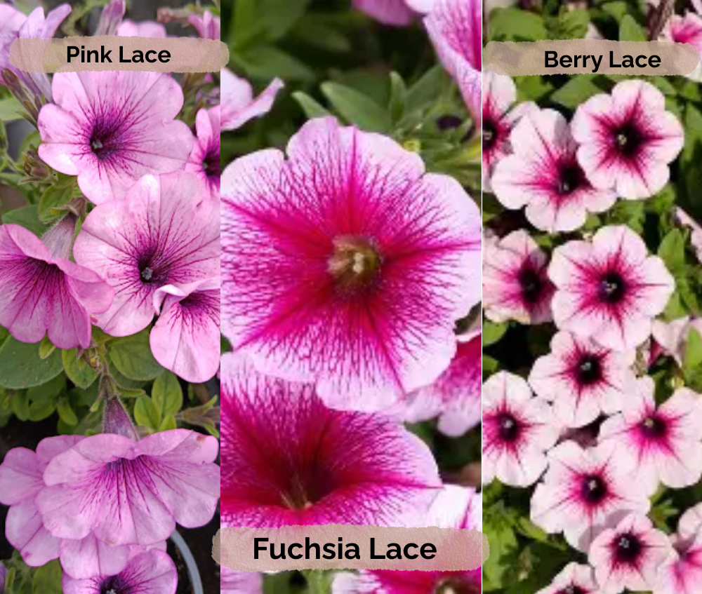 Ripp-petuunia ‘Capella’