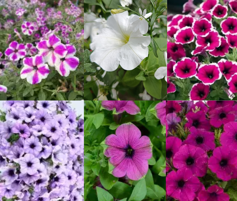 Ripp-petuunia ‘Cascadias’