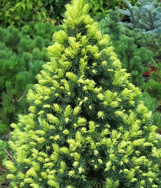 Picea-glauca-Rainbows-End