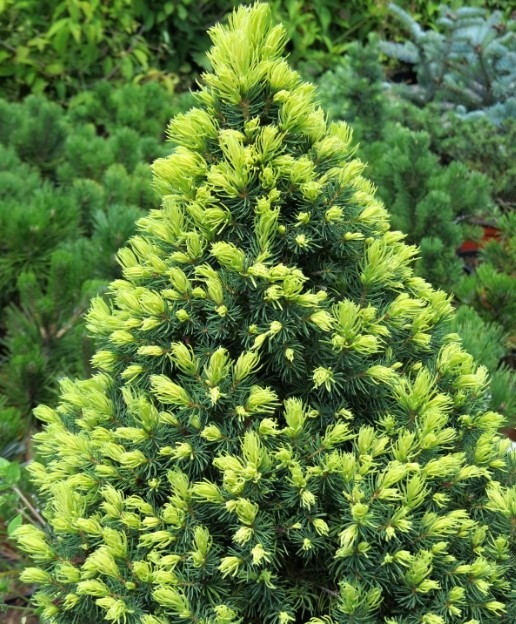 Kanada kuusk ‘Rainbow’s End’