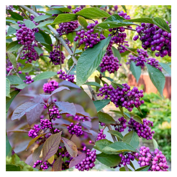 Teised lehtpuud ja põõsad