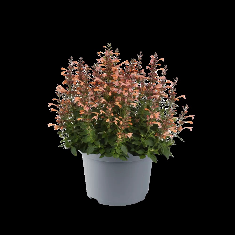 Punane hiidiisop `Peach`