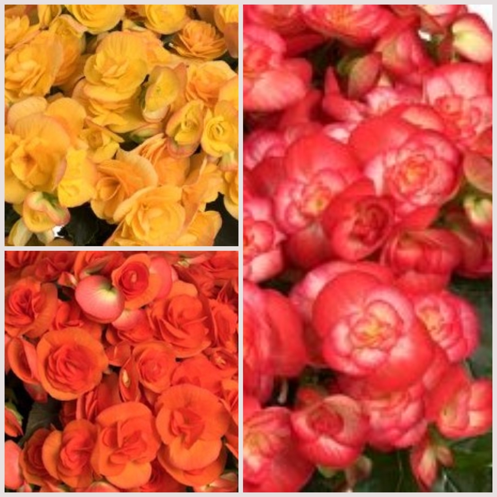 Roosbegoonia ‘R’Ilona’