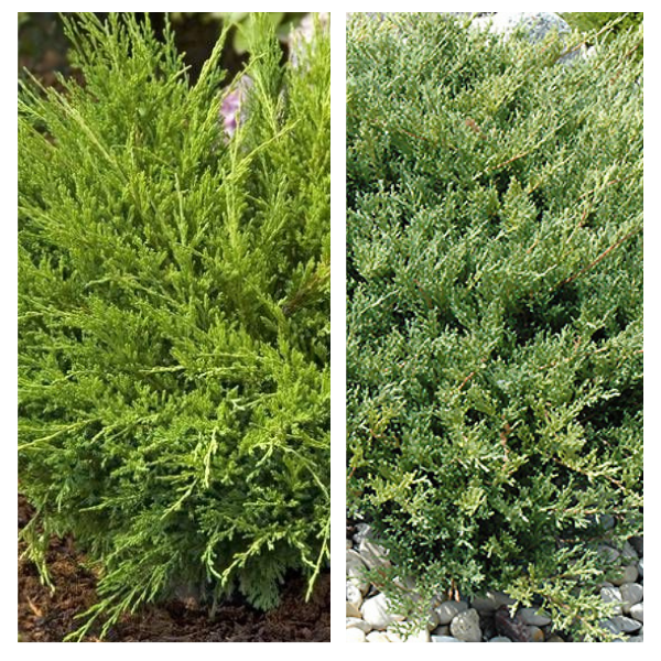 Roomav-kadakas-Andorra-Compact-Juniperus-horizontalis-C3