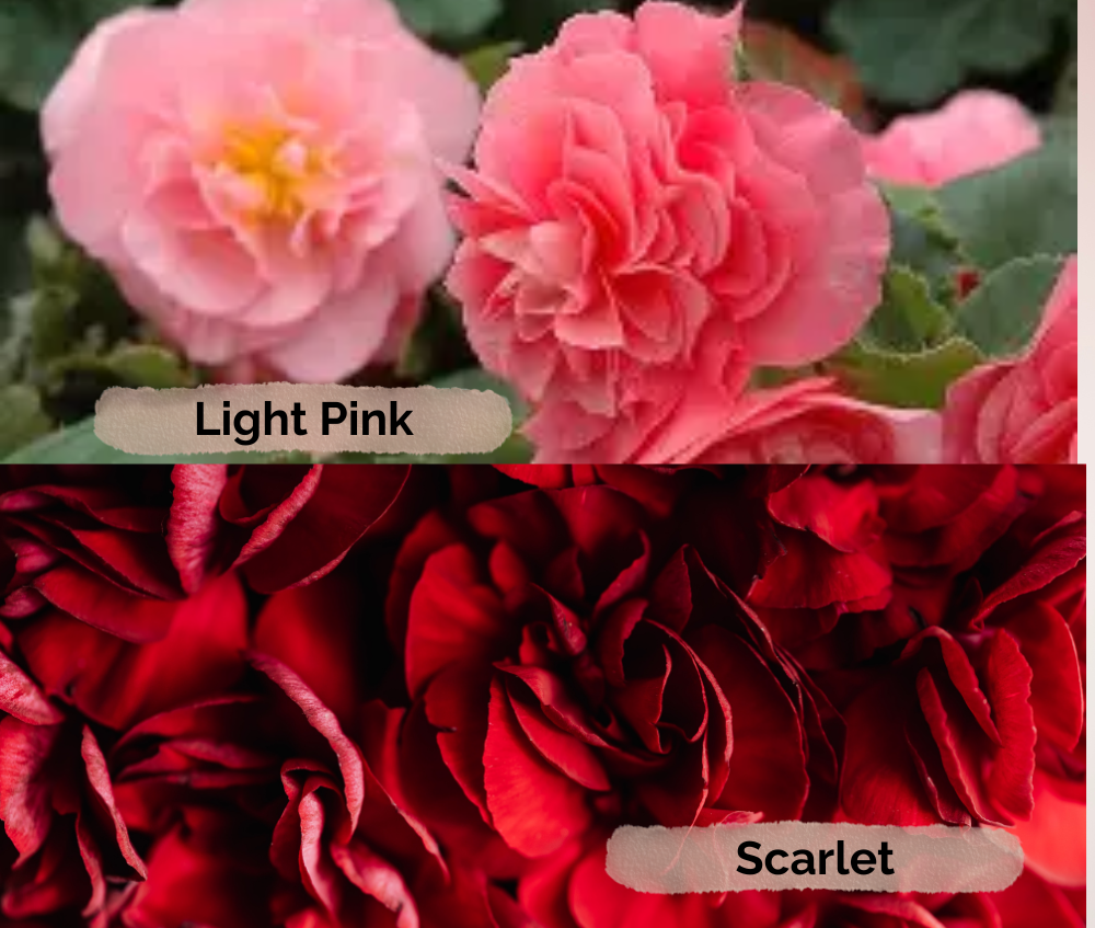 Roosbegoonia ‘Solenia’