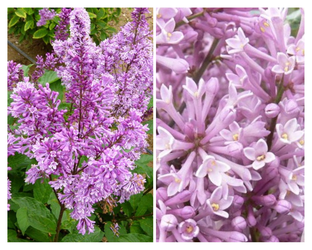 Madjari sirel ‘Royalty’, Syringa ×josiflex, C3