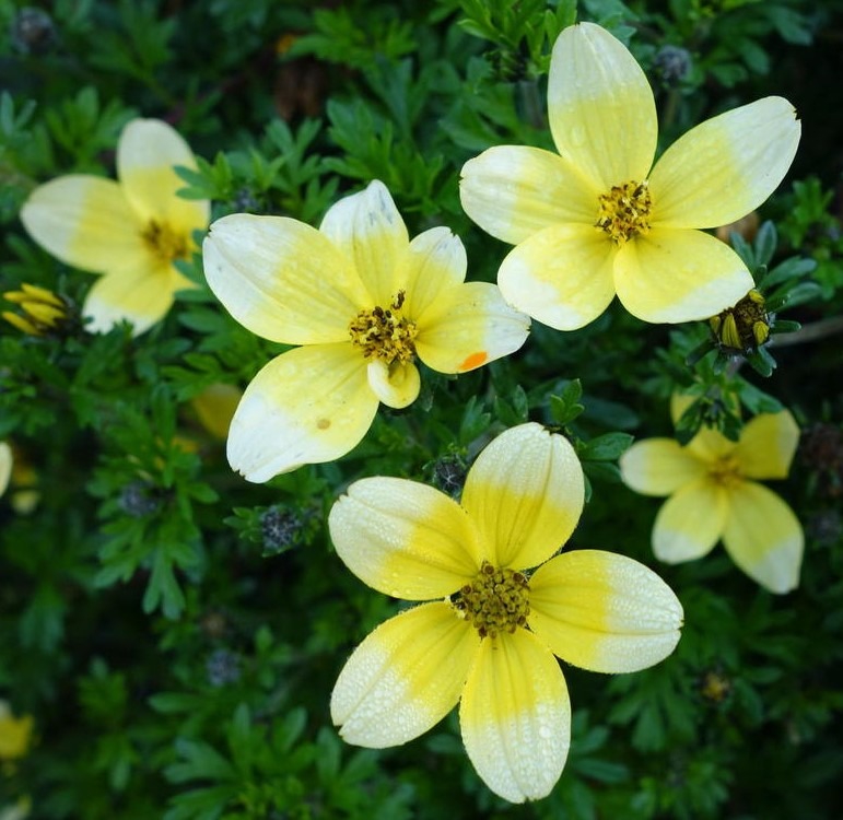 Feerulalehine ruse ‘Taka Tuka M White & Yellow’