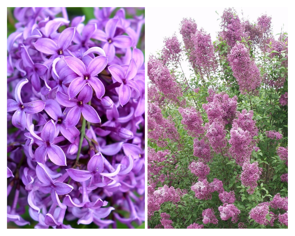 Ruaani sirel ‘Saugeana’