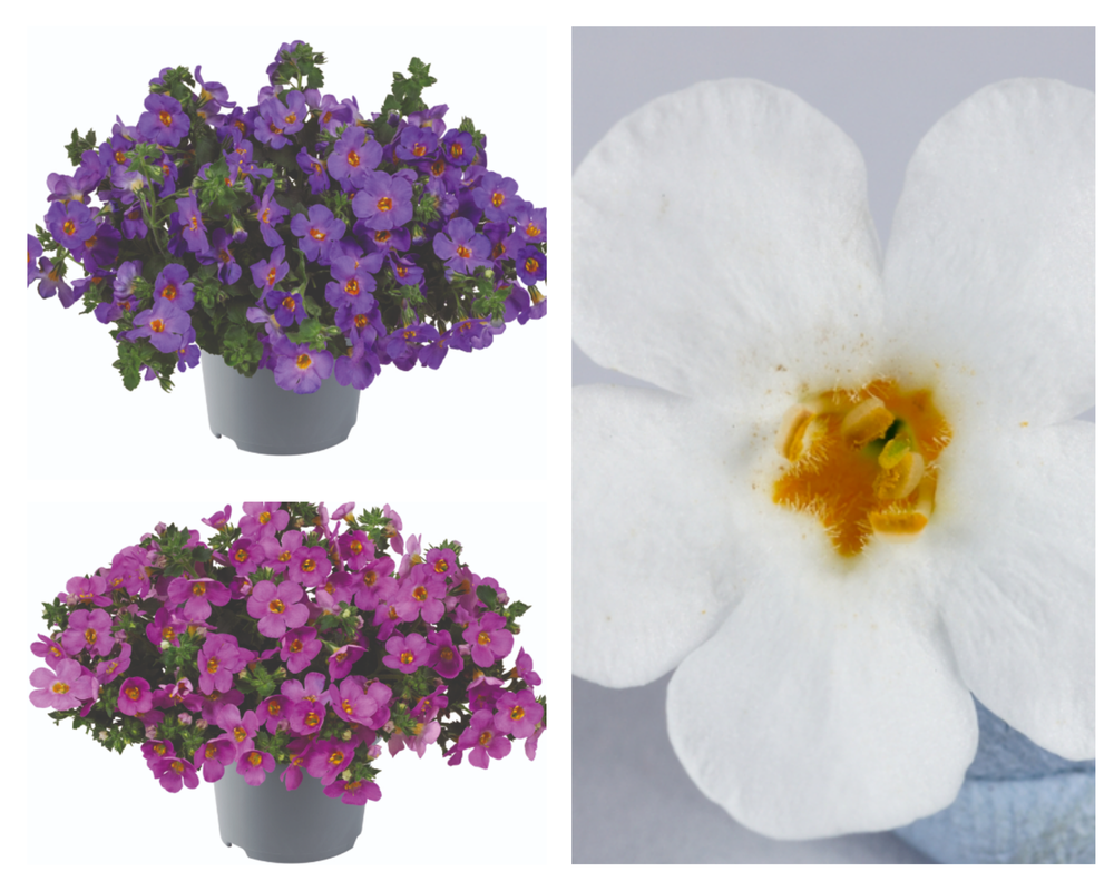 Bakopa e südajas suutera ‘Scopia Compact’