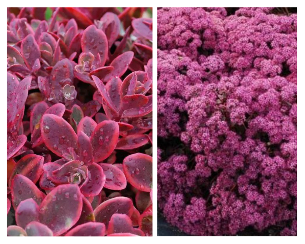 Kukehari SunSparkler® ‘Cherry Tart’, Sedum