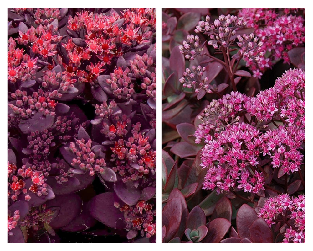 Kukehari SunSparkler® ‘Firecracker’