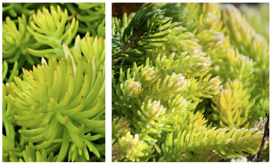 Kukehari ‘Winter Lemon’