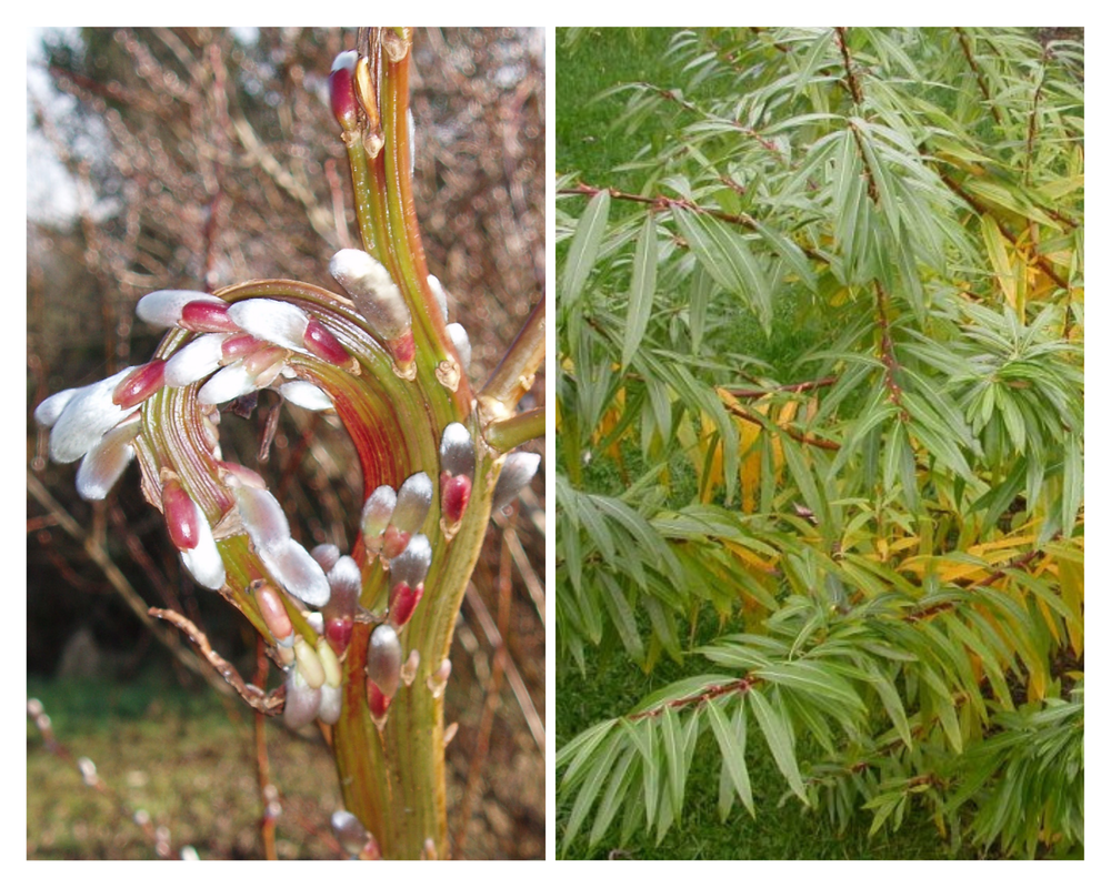 Udaa paju ‘Sekka’, Salix sachalinensis(S. udensis)