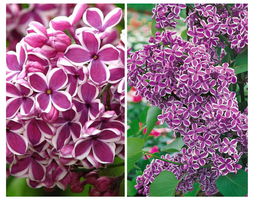 Harilik sirel ‘Sensation’, Syringa vulgaris, C3