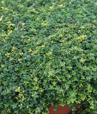 Maitsetaimede noortaimed