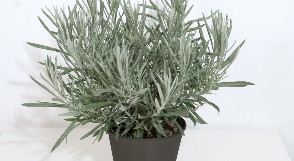 Ahtalehine käokuld ‘Silvio Tall’