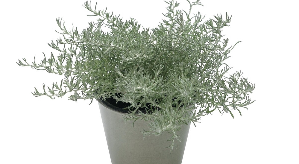 Ahtalehine käokuld ‘Silvio Dewy’