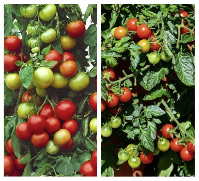 Potitomat ‘Primabell’