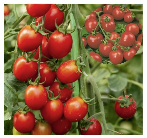 Solanum-lycopersicum-Red-Cherry