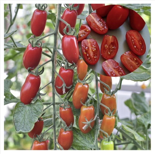 Ploomtomat ‘San Marzano’