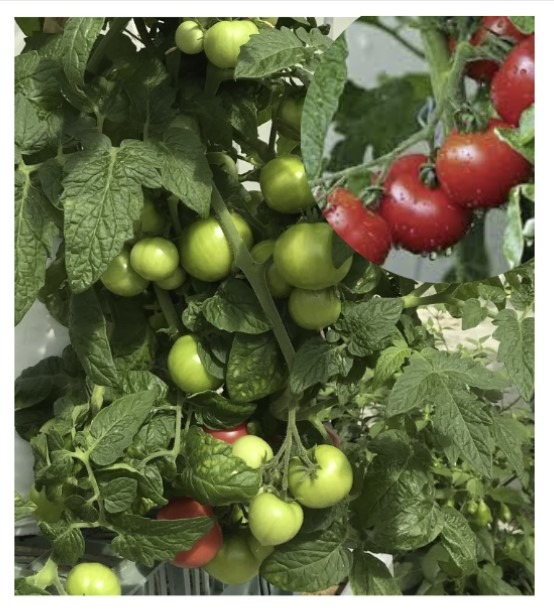 Potitomat ‘Varto’