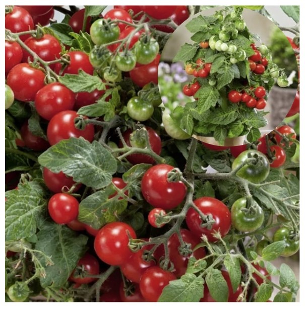 Potitomat ‘Verino Midi Red’