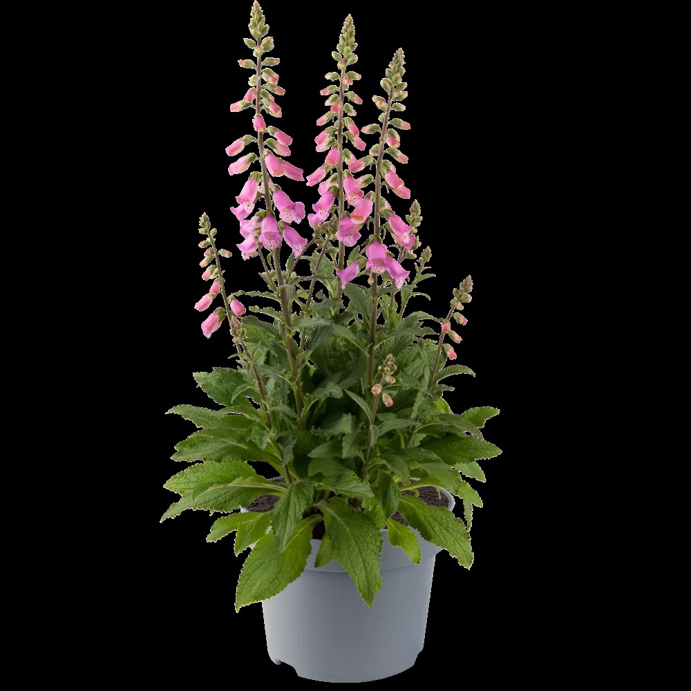 Sõrmkübaralill`Panther`