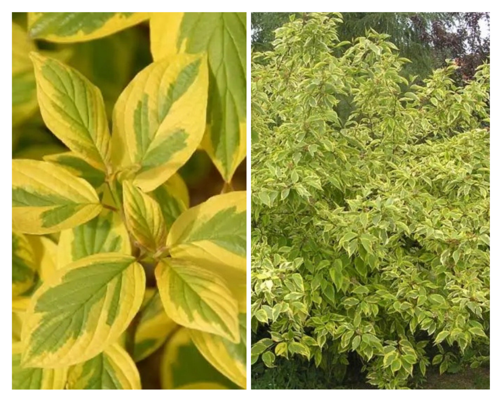 Siberi kontpuu ‘Spaethii’, Cornus alba