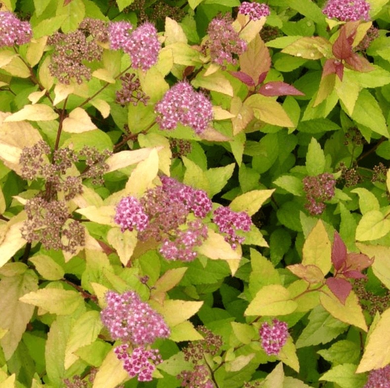 Jaapani enelas ‘Firelight’, Spiraea japonica, C2