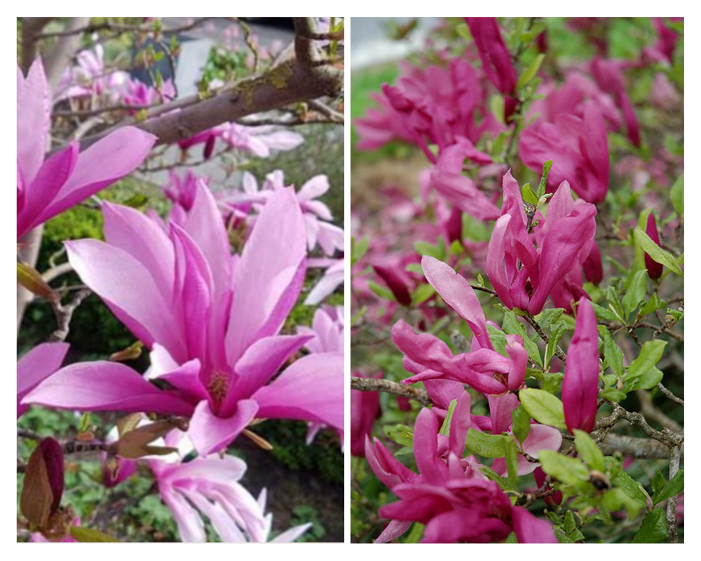 Magnoolia ‘Susan’, Magnolia C3