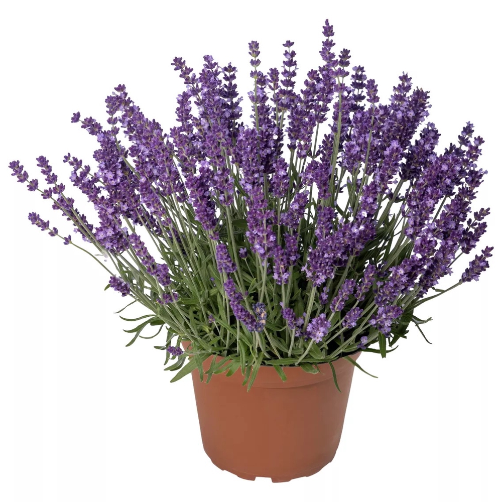 Tähklavendel ‘Aromatic Evolution’