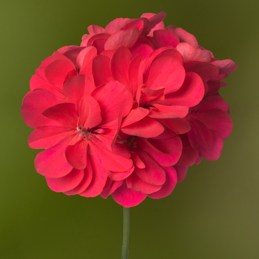 Luuderohulehine pelargoon ‘Temprano Hot Coral’