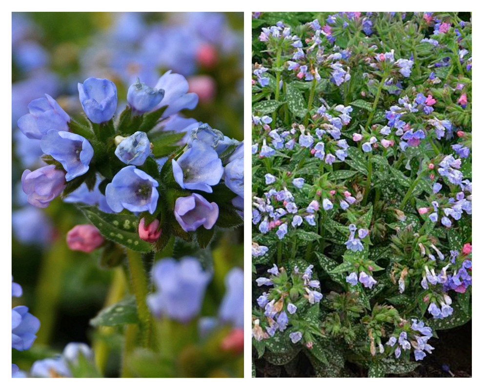 Kopsurohi ’Twinkle Toes’, Pulmonaria, P13