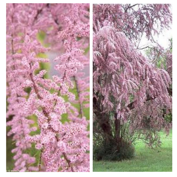 Tamarisk