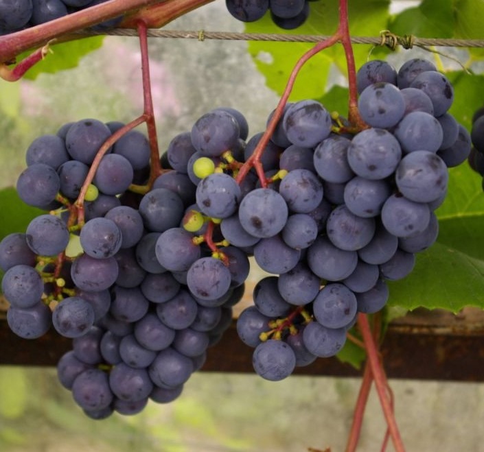 Viinapuu ‘Zilga’