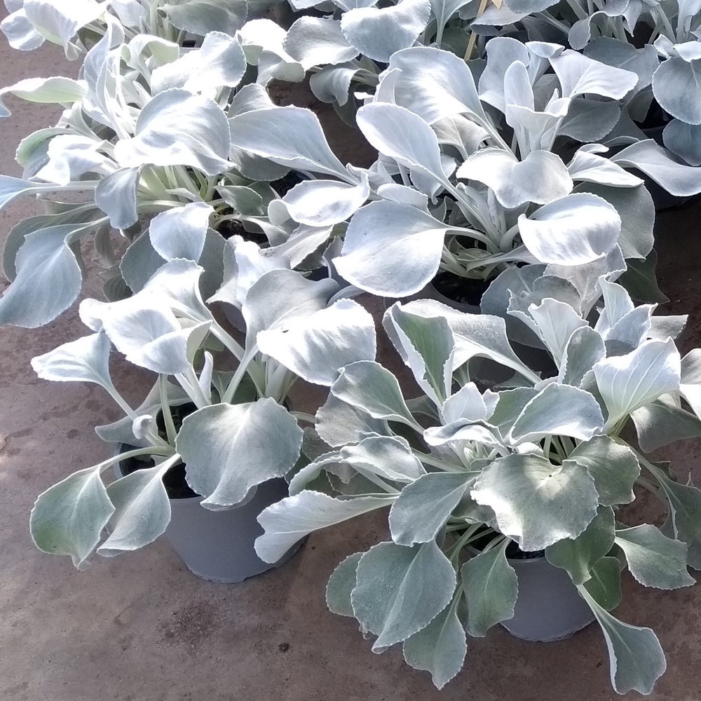 Viltleht ‘Angel Wings’