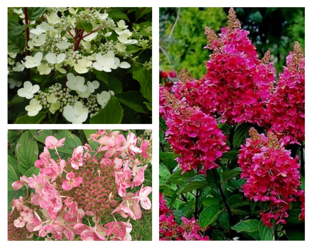 Aedhortensia ‘Wim’s Red’ PBR’, Hydrangea paniculata, C3