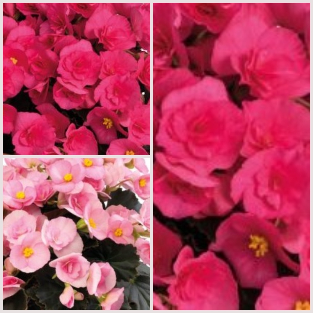 Roosbegoonia ‘Sweeties’