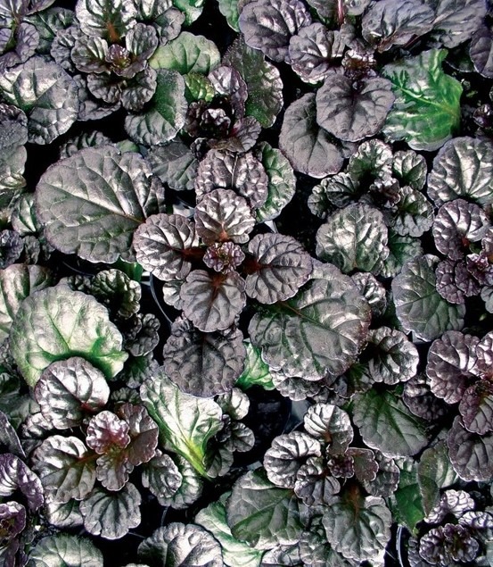 Roomav akakapsas ‘Black Scallop’