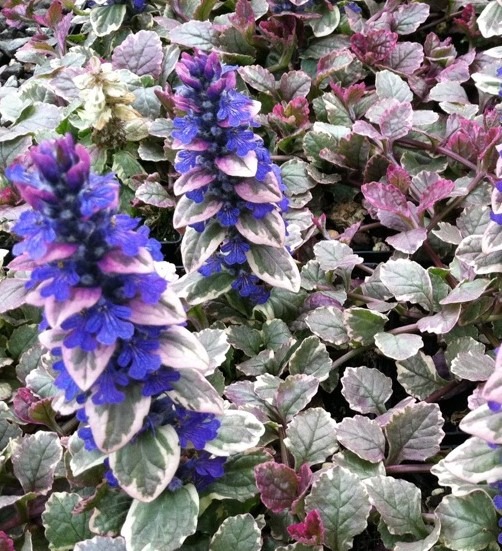ajuga-Burgundy-Glow