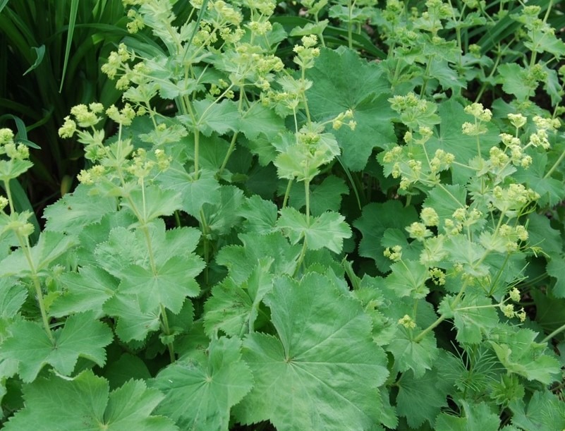 Pehme kortsleht ‘Thriller’