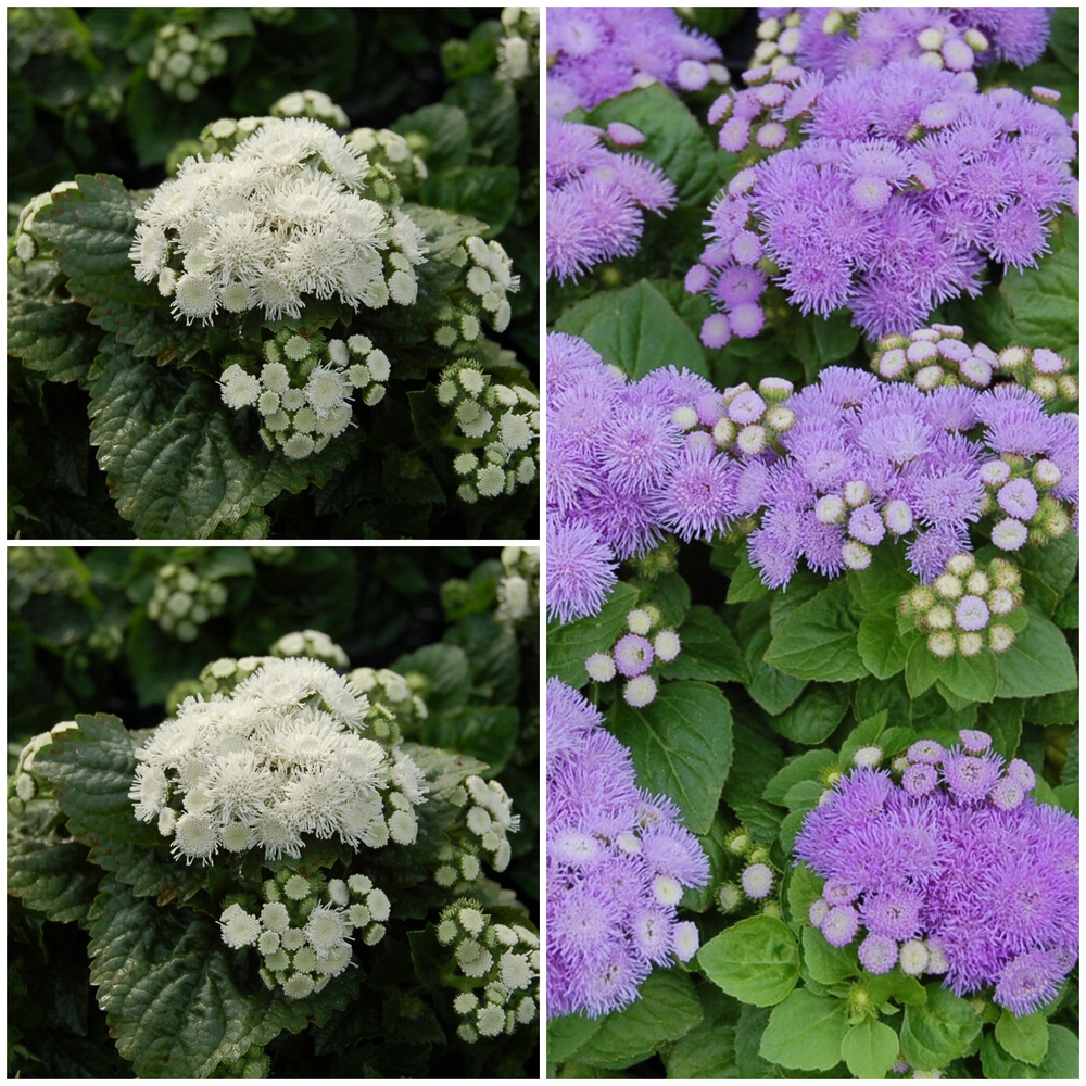 Mehhiko päsmaslill ‘Aloha’