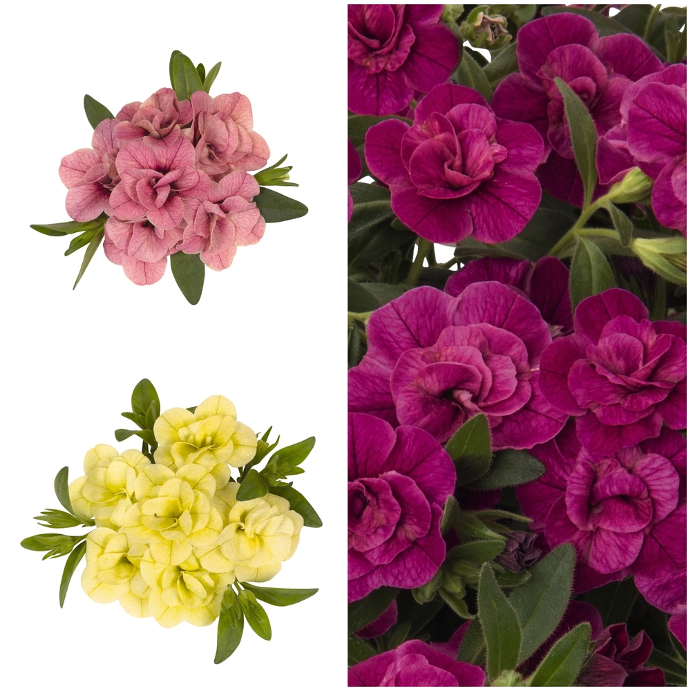 Aed-puispetuunia ‘Aloha Double’