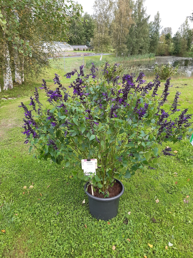 Hübriidsalvei ‘Amistad’