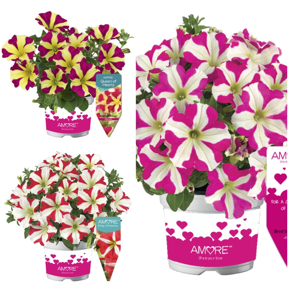 Ripp-petuunia ‘Amore’