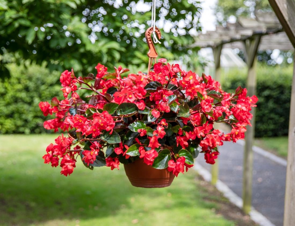 Hübriidbegoonia ‘Viking Explorer’