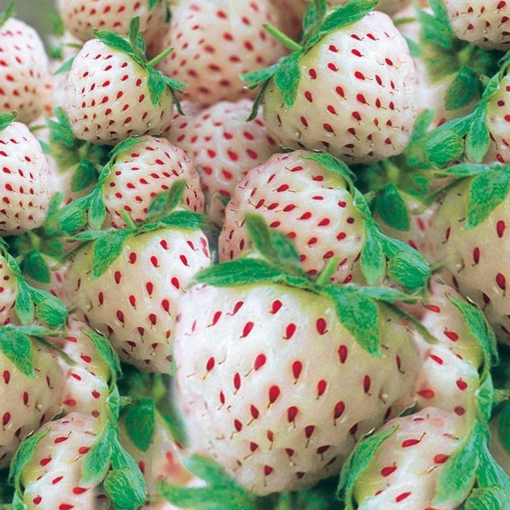 Maasika frigotaim ‘Ananas White’ A (10tk/kmpl) 1.tarne